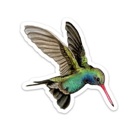 Broad-billed Hummingbird Vinyl STICKER