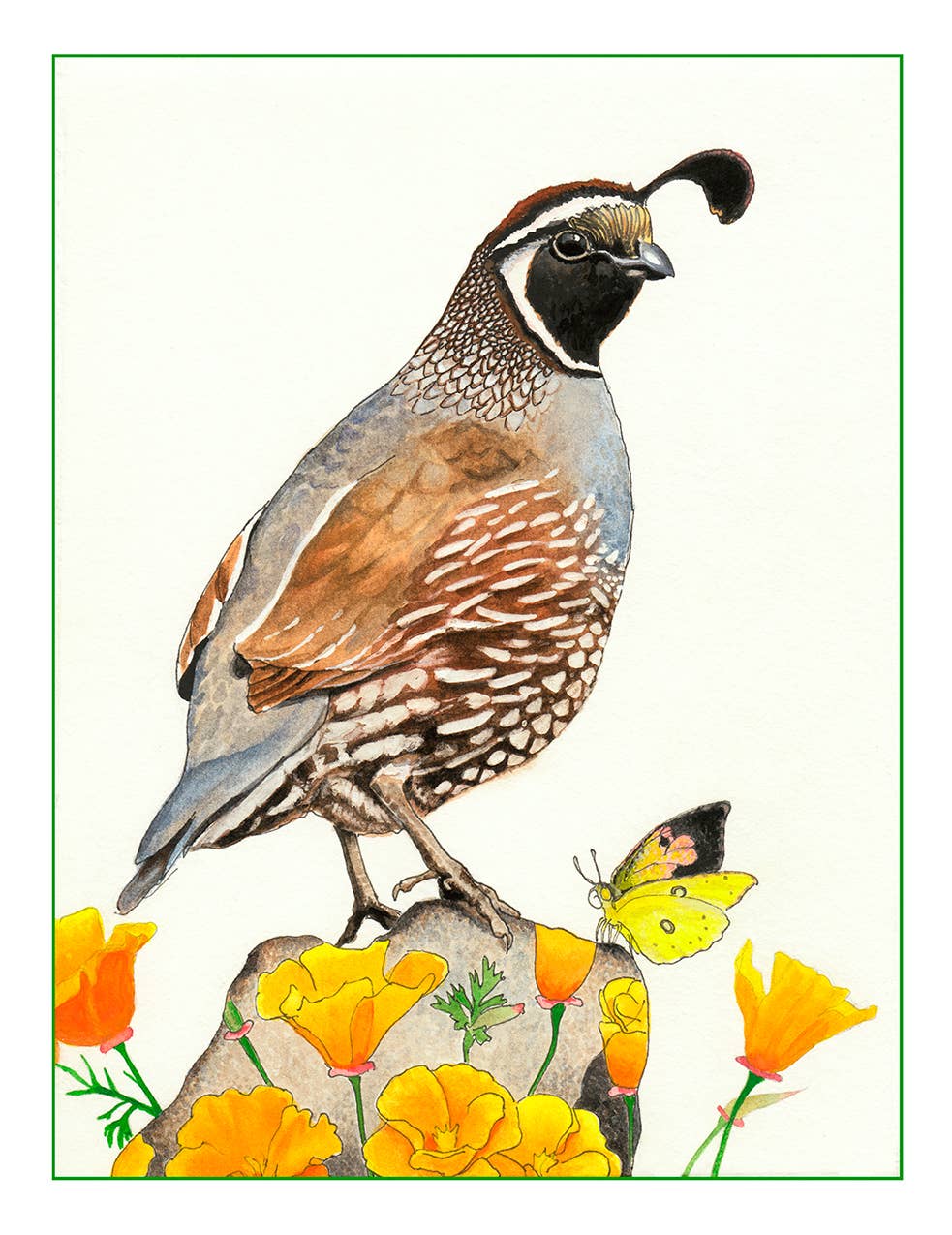Quail and Poppies Vinyl STICKER