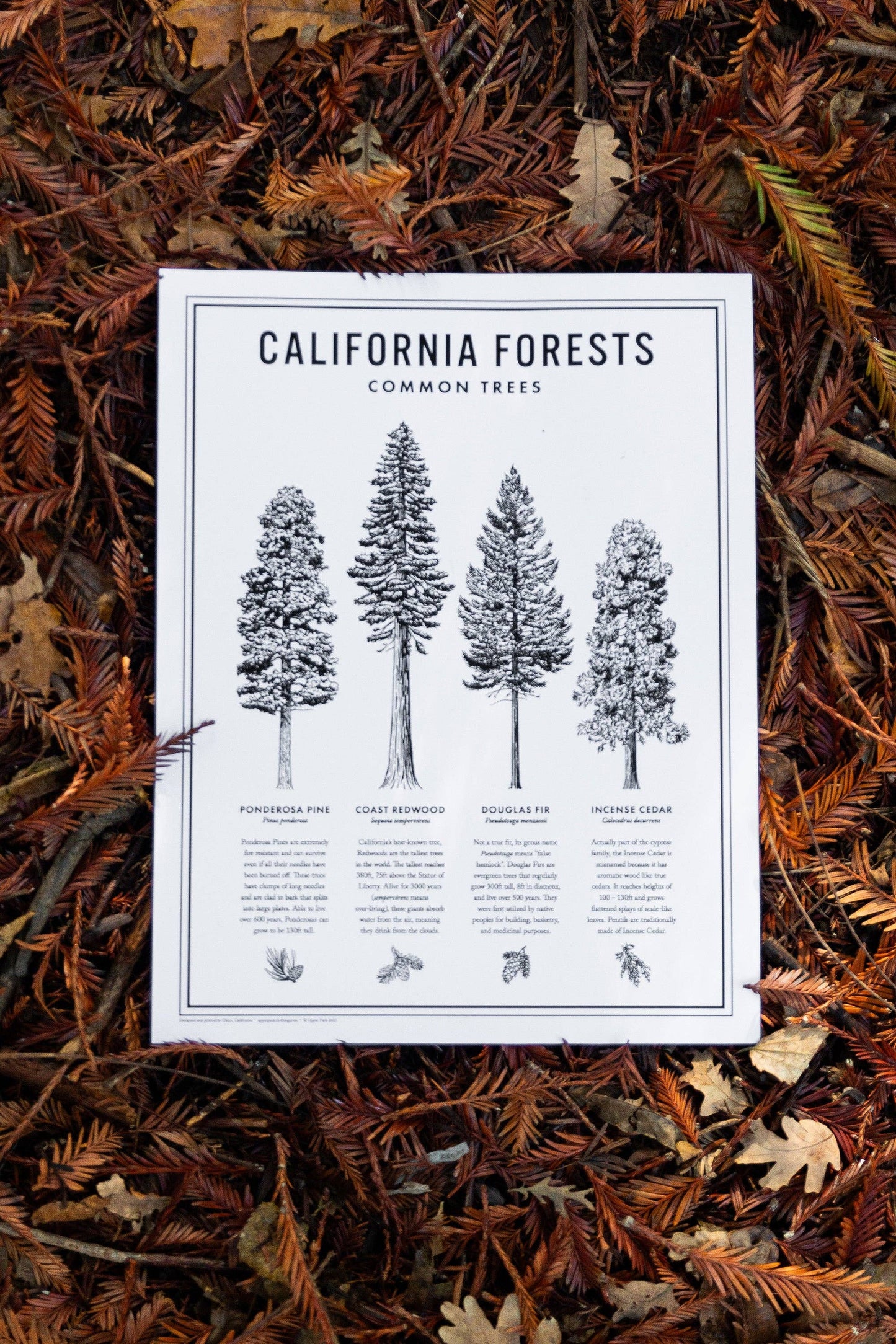 California Forests Poster Print - Black & White: 11x14
