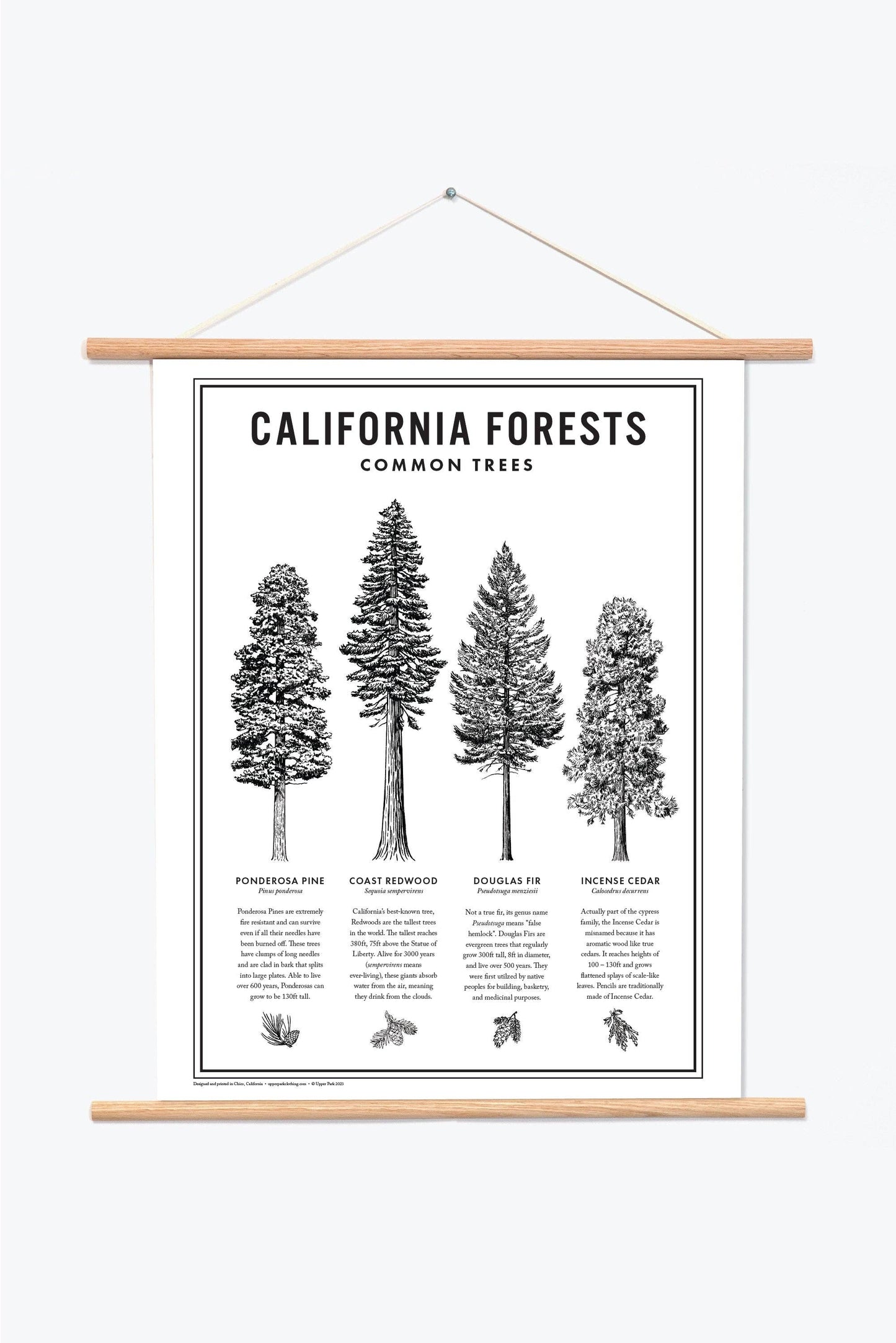 California Forests Poster Print - Black & White: 11x14