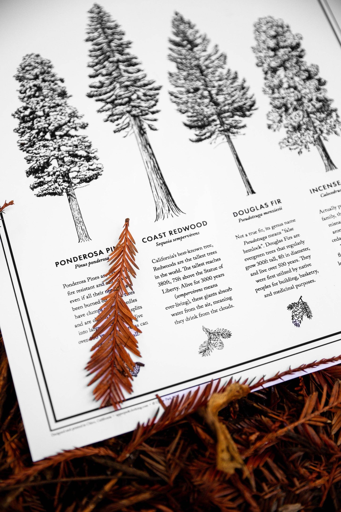 California Forests Poster Print - Black & White: 11x14