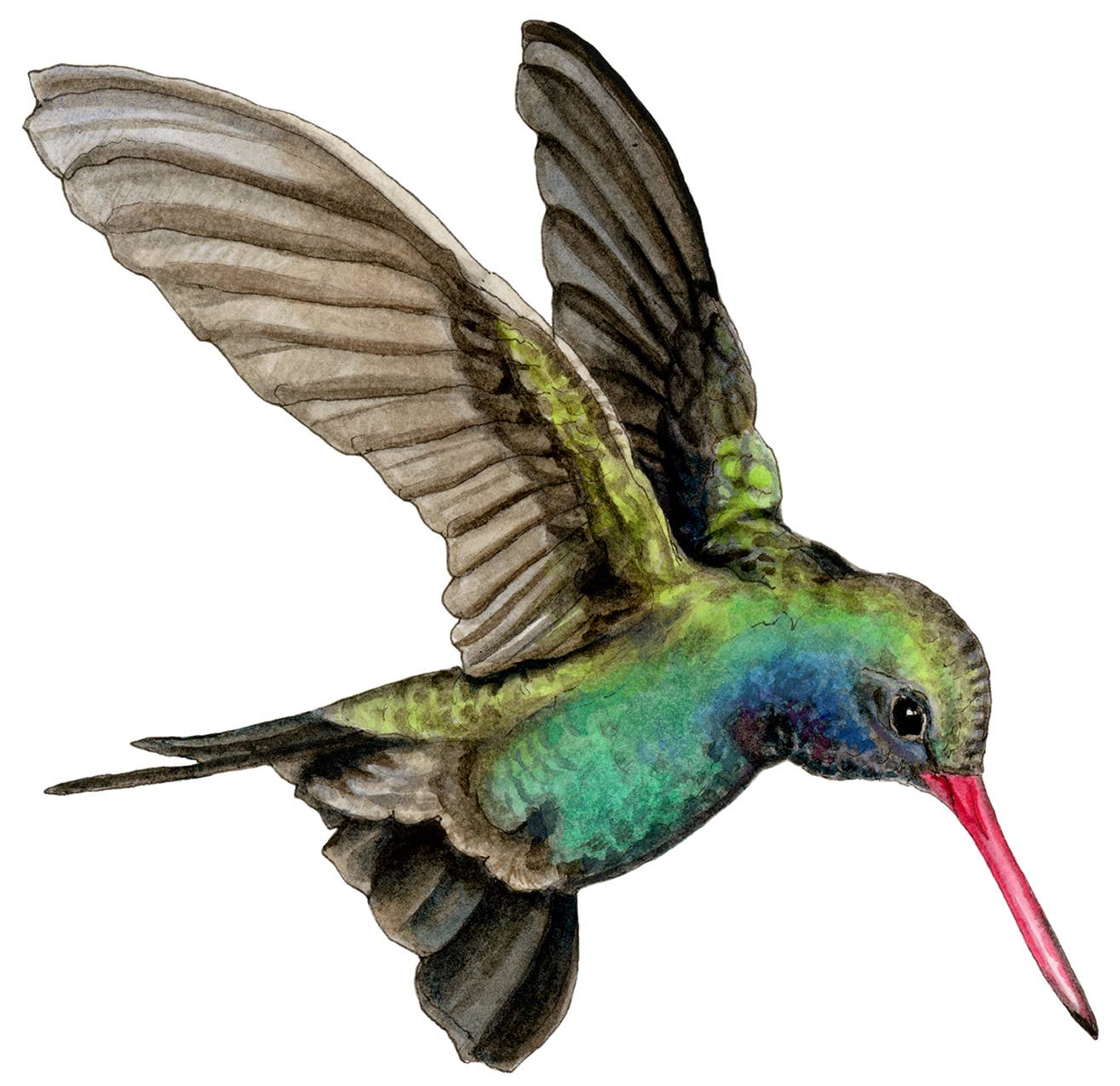 Broad-billed Hummingbird Vinyl STICKER