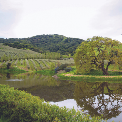 3-Piece Olive Oil & Vinegar Gift Pack