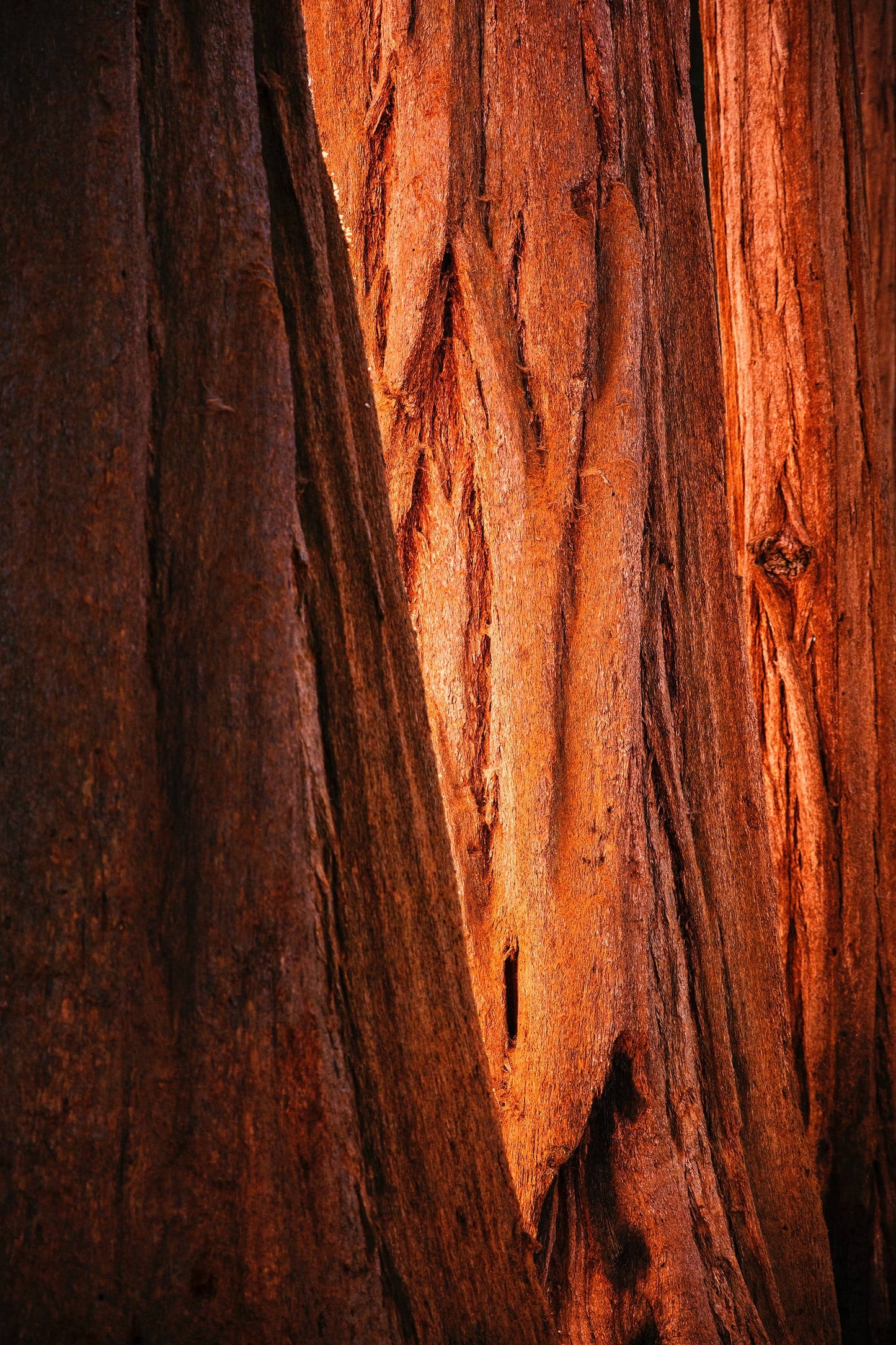 Giant Sequoia | Seed Grow Kit