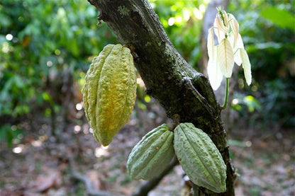 72% Madagascar, Sambirano Dark Chocolate