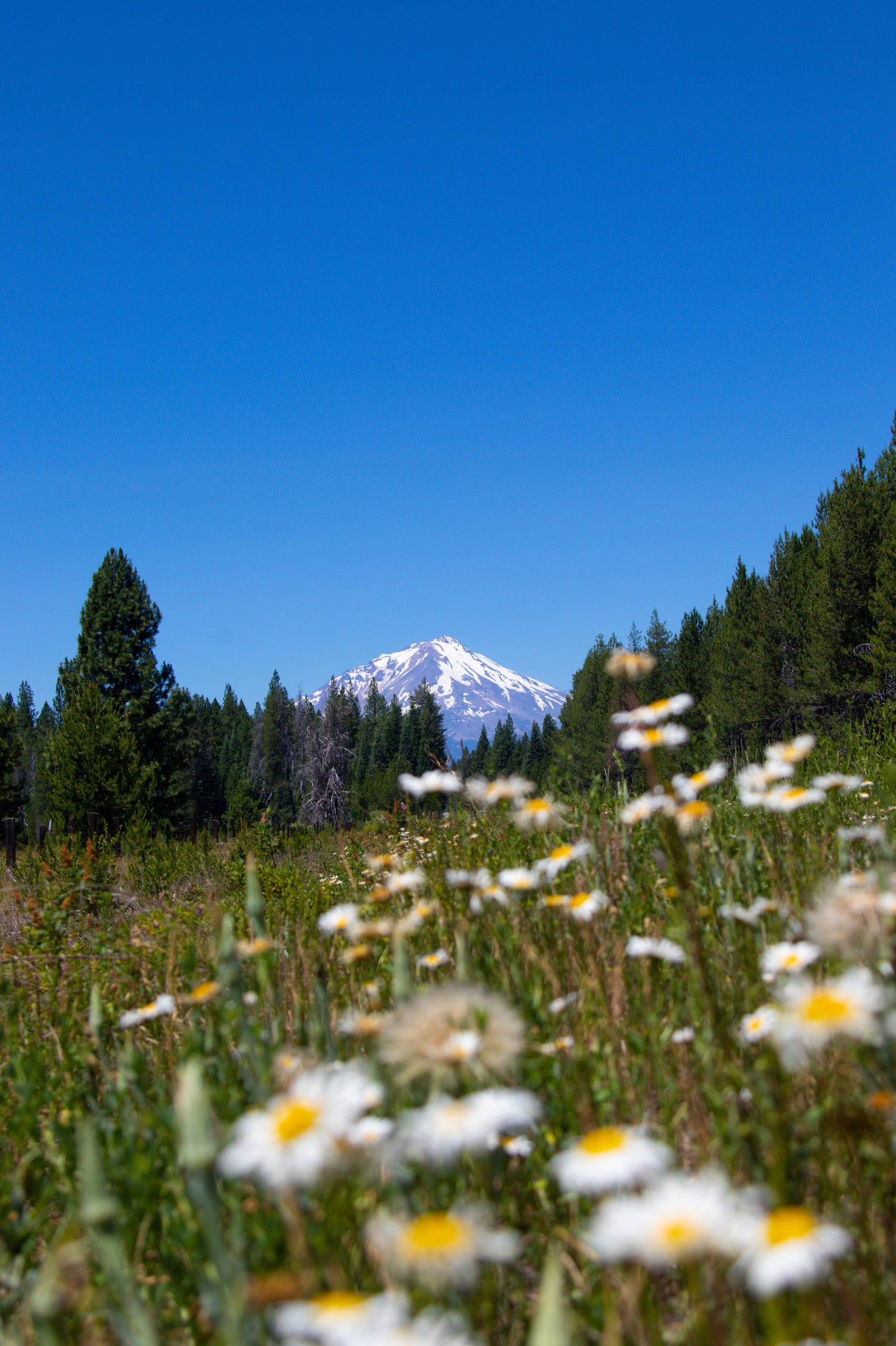 Shasta Daisy | Flower Seed Grow Kit