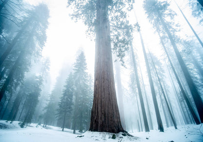 Giant Sequoia | Seed Grow Kit