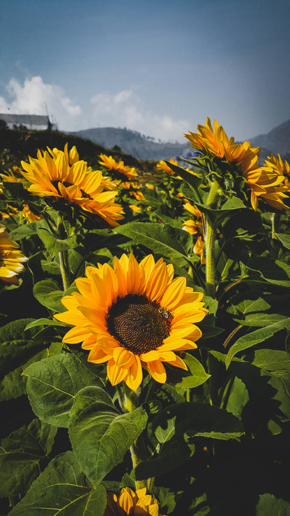 Sunflower | Seed Grow Kit