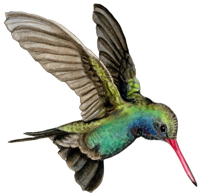 Broad-billed Hummingbird Vinyl STICKER