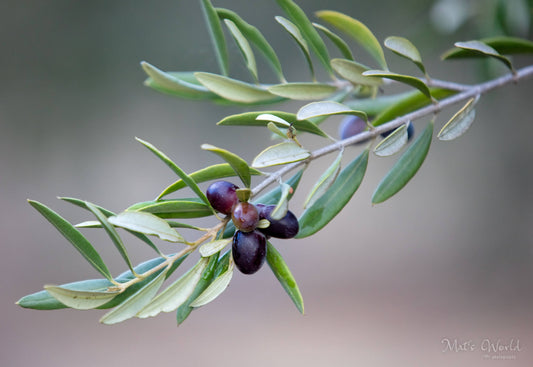 Sun Baked Oil Cured Olives